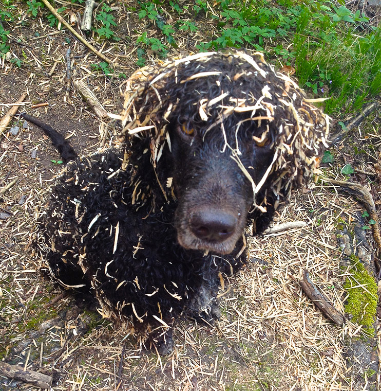 arribathewaterspaniel_holzspaene